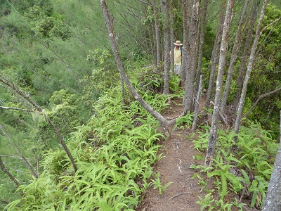 The trail on the knife-edge ridge on  Ua Pou May 2015